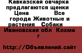 Кавказская овчарка -предлагаются щенки › Цена ­ 20 000 - Все города Животные и растения » Собаки   . Ивановская обл.,Кохма г.